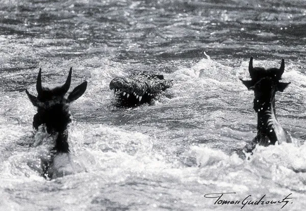 Tomasz Gudzowaty, Gazele i krokodyl, 1999