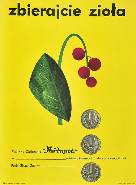 Zbigniew  Waszewski, Zbierajcie zioła, ok. 1960