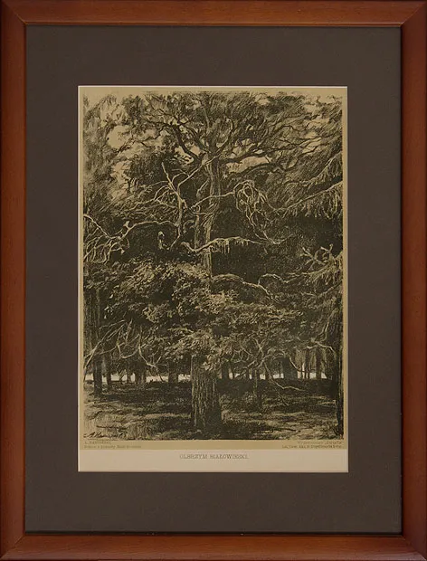 Antoni Kamieński, Olbrzym białowieski