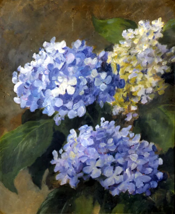 Stanisław Rejchan (Reichan), Hortensje, ok. 1900