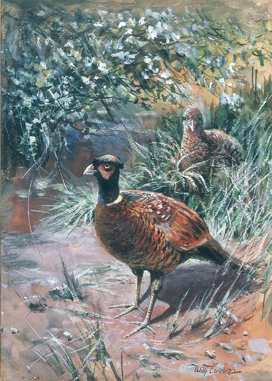 Willy Lorenz, Bażanty