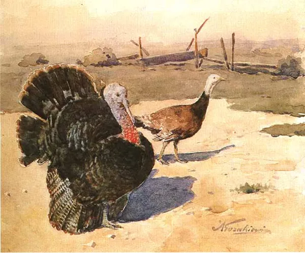 Antoni Kozakiewicz, Indyki