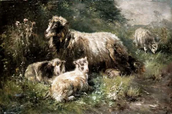 Henry Schouten, Owce