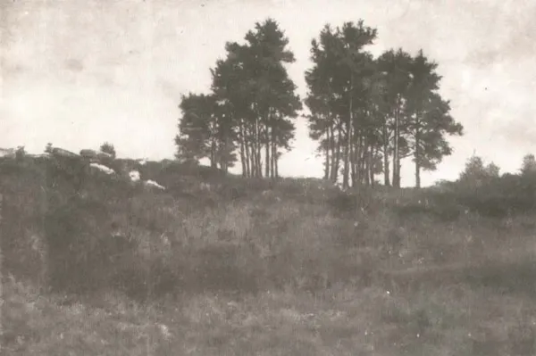 Maksymilian Gierymski, Pejzaż z sosnami