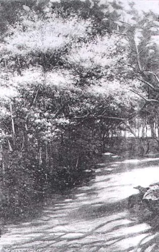 Leonard Stroynowski, Kwitnące magnolie