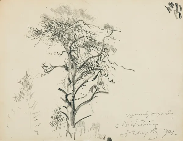 Leon Wyczółkowski, STUDIUM DRZEWA, 1921