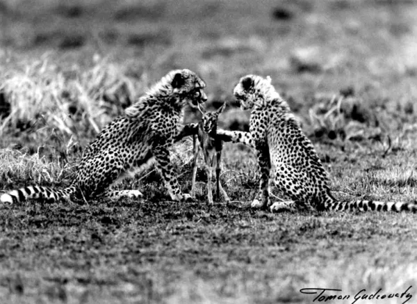 Tomasz Gudzowaty, Pierwsza lekcja zabijania, 19-28 VIII 1998