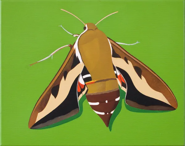 Antoni Janusz Wojnarowski, Motyl zmrocznik wilczomleczek, 2014