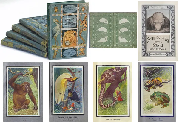 Autor nierozpoznany, ŻYCIE ZWIERZĄT, 1912