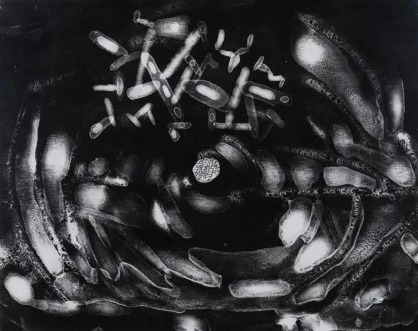 Bronisław  Schlabs, Fotogram, 1957-58