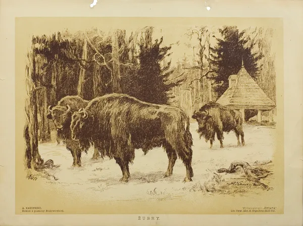Antoni Kamieński, Żubry z cyklu Szkice z Puszczy Białowieskiej