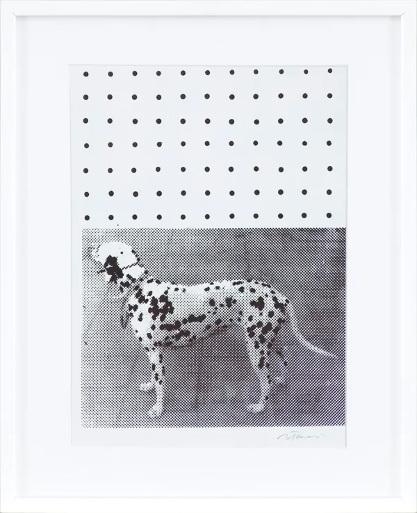 Jan Tarasin, DALMATYŃCZYK