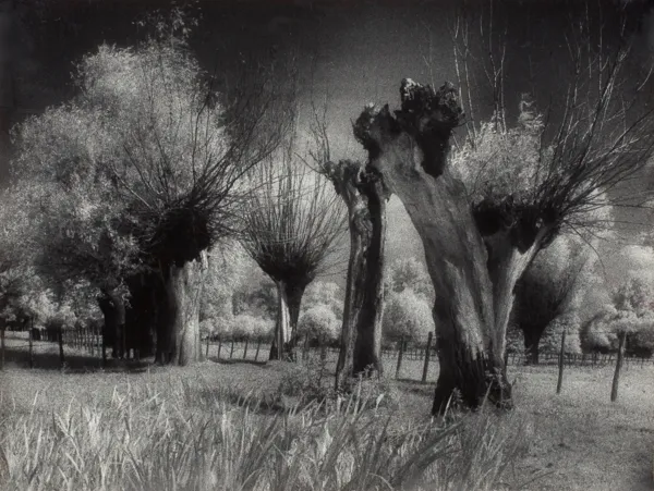 Edward Hartwig, Bez tytułu 