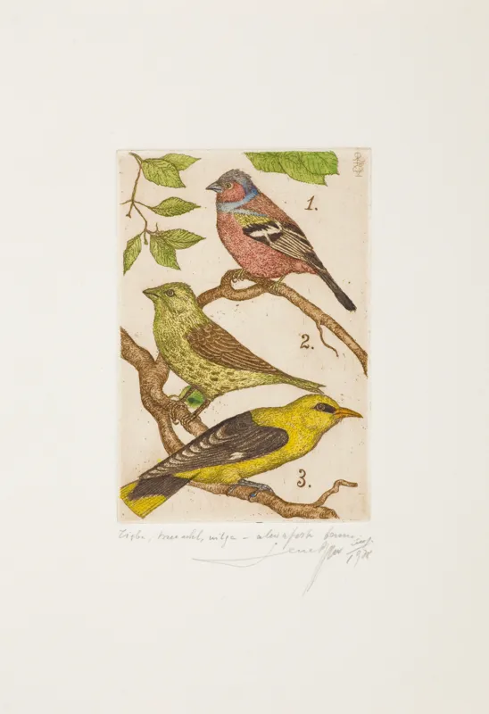 Leszek Rózga, ZIĘBA, TRZNADEL, WILGA, 1978