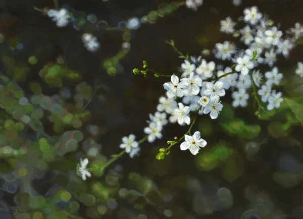 Dariusz Choiński, KWITNĄCA MIRABELKA, 2019