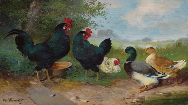 Max senior Haenger, KACZKI I KURY