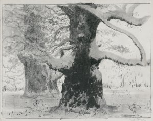 Leon Wyczółkowski, DĘBY ROGALIŃSKIE POD ŚNIEGIEM, OK. 1925
